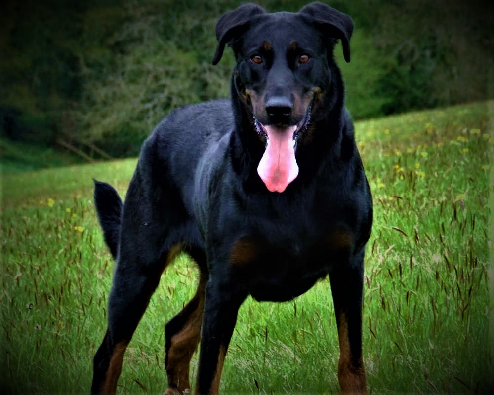Beauceron Dog breed information, history, description, personality