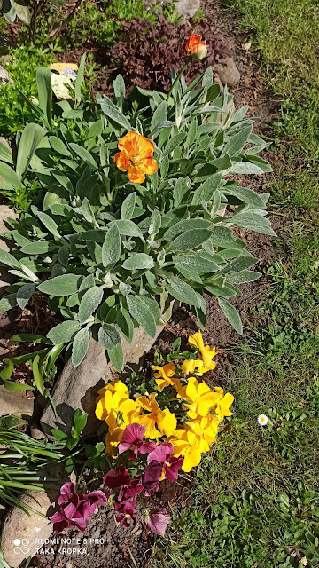 Tulipany - uprawa