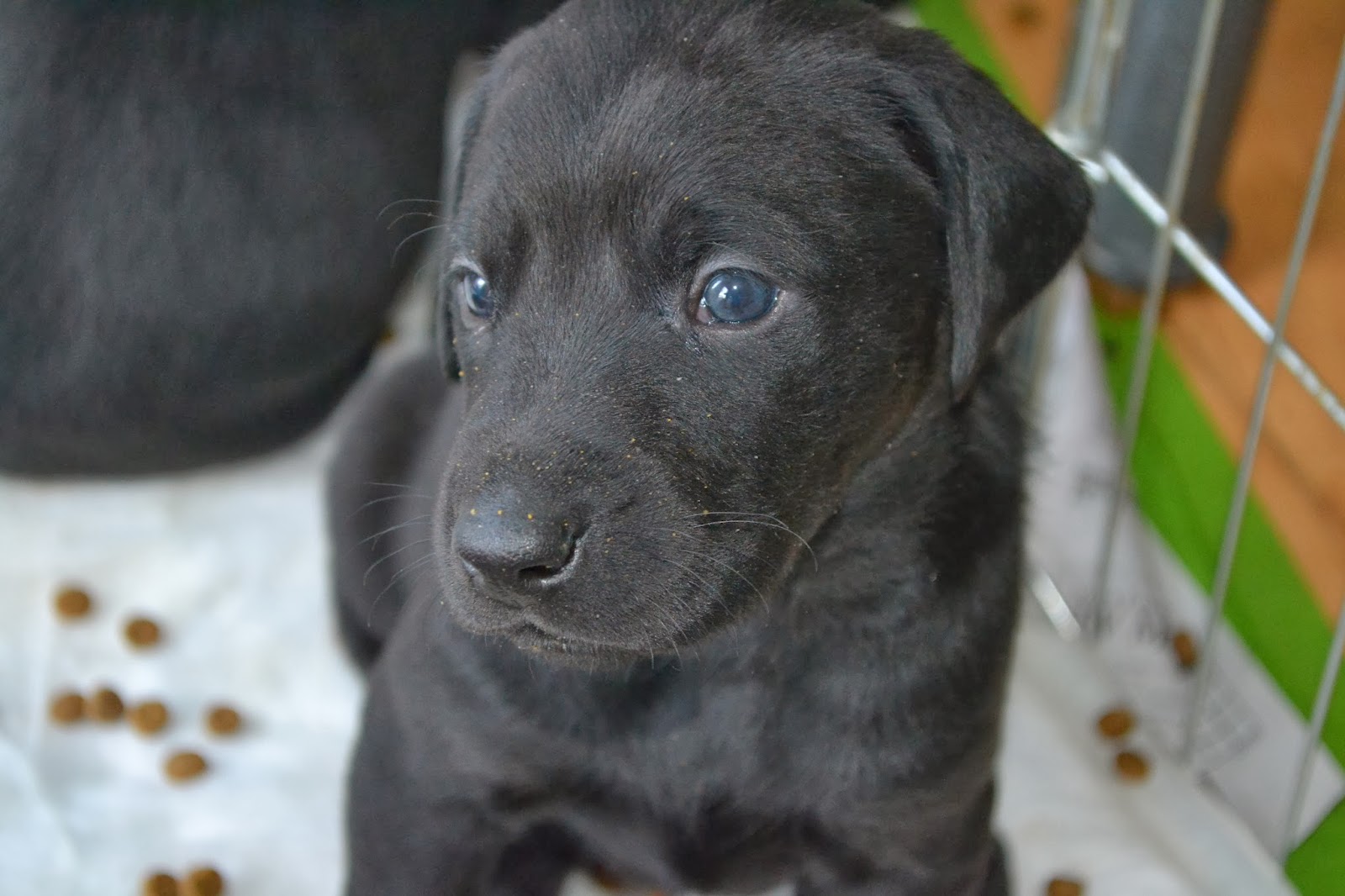 Black Lab Puppies For Adoption Mn Puppies Doberman