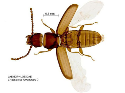Gorgojo aplanado de los granos Cryptolestes ferrugineus (Steph.) (Coleoptera: Cucujidae).