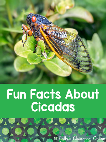Nine fun facts about cicadas for children. Life cycle, life span, how they make that noise, where they live, etc. #kellysclassroomonline