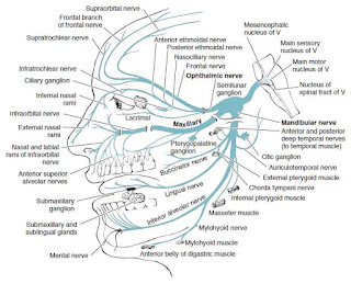 trigeminal nerve anatomy