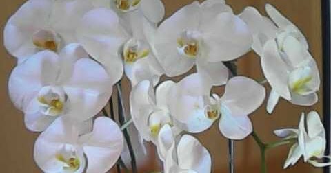 Goresan Pena Impian: “Apakah artinya ini