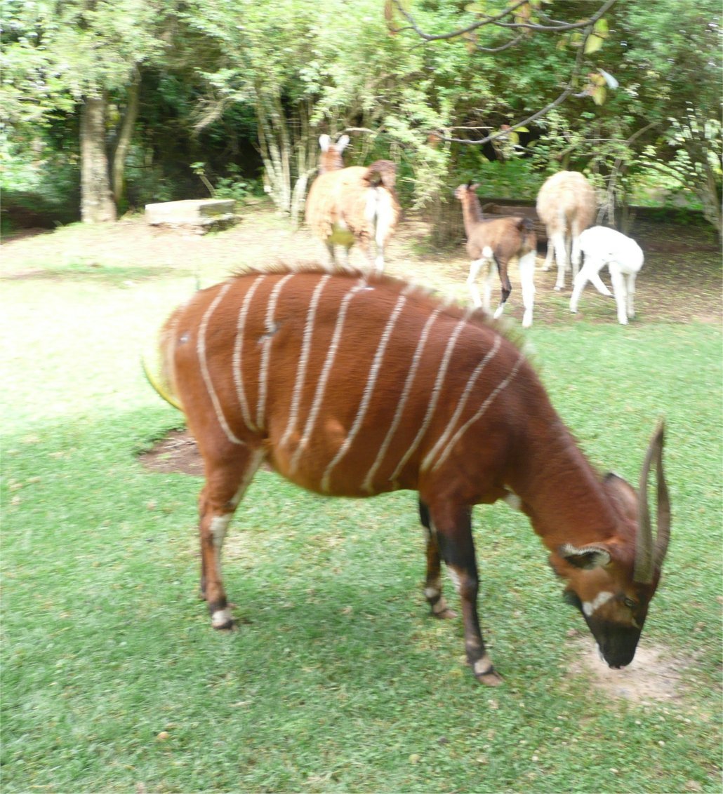 Solitary Dog Sculptor I Animals Animales Bongo Antilope Bongo Links