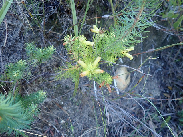 Erica viscaria Erica viscaria