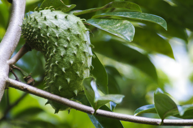 Cara Membuat Ramuan Perangsang Buah Dari Bahan Alam