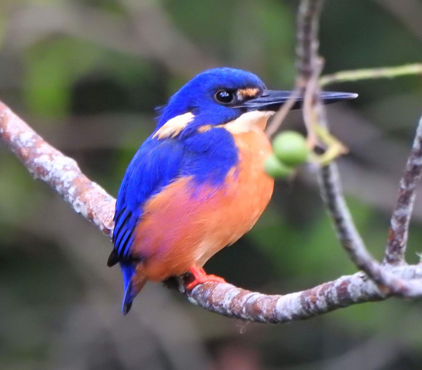 Snapshots of Beauty BIRDS, BIRDS, BIRDS...