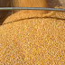Economia| Produção de milho em MT deve chegar a quase 33 milhões de toneladas nesta safra