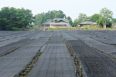 安曇野の大王わさび農場散策　大王レストランと北畑