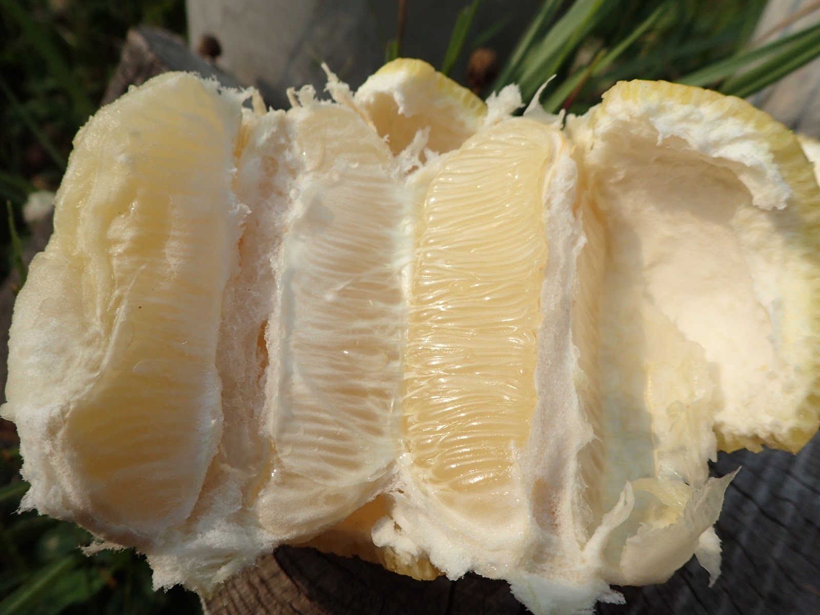 弓削瓢柑 ゆげひょうかん と出会う 瀬戸内に残された瓢箪型の柑橘 珍妙雑記帖