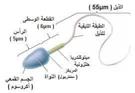 في الخصية تخزينها بعد يتم في.. الحيوانات انتاج المنوية إنعدام الحيوانات