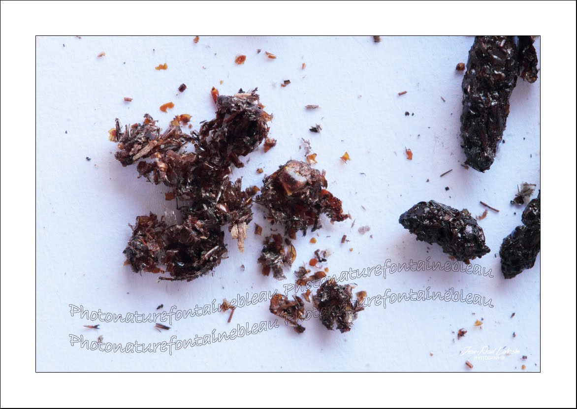 (2018 027) Pipistrelle commune Chauvesouris Crottes Disséquer crottes Chauvessouris