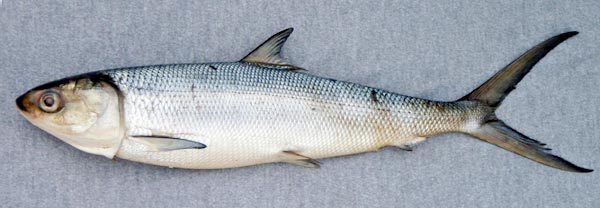 Laporan Praktikum Biologi Perikanan Penentuan Umur Ikan Laporan Praktikum Biologi Perikanan Penentuan Umur Ikan