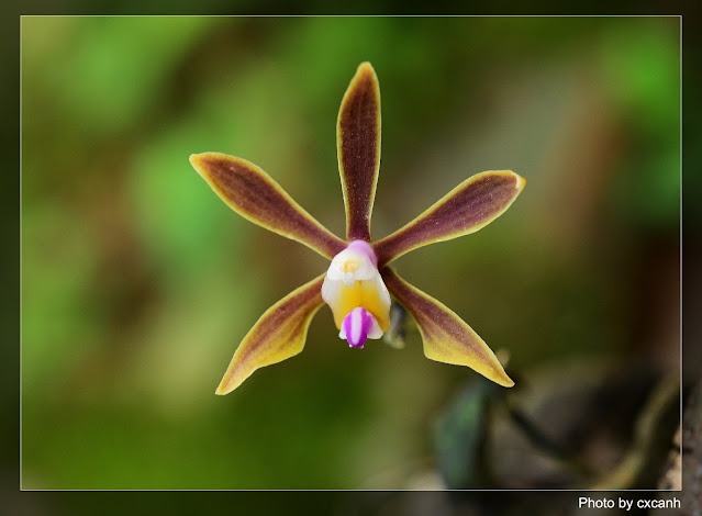 Phalaenopsis braceana