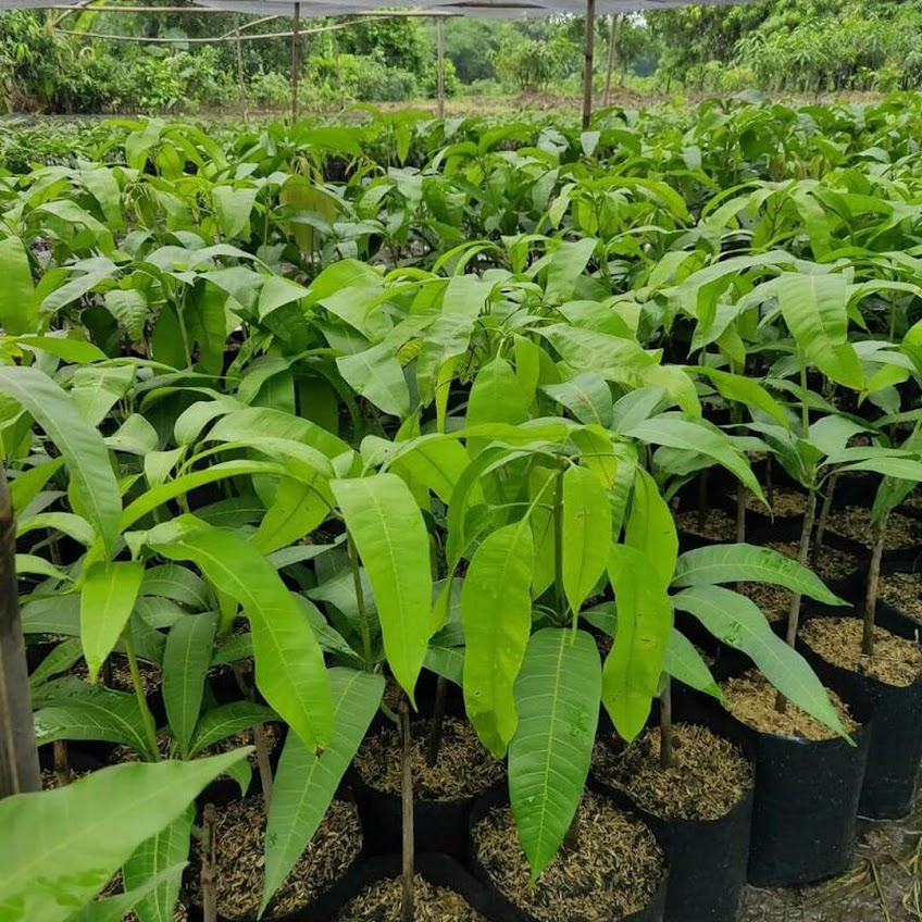 paket 2 bibit mangga chokanan dan kiojay Papua