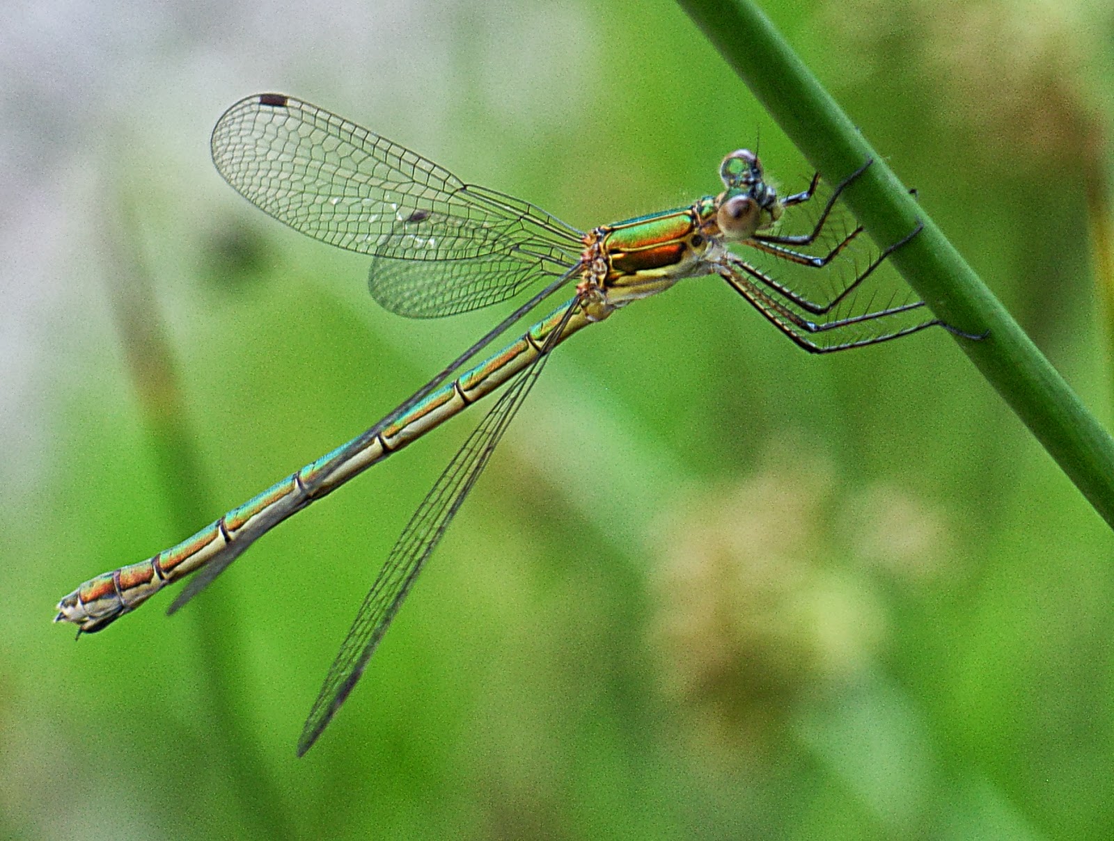 Sympetrum meridionale (Selys, ) – Sárgatorú szitakötő - Szitakötő és parazitái