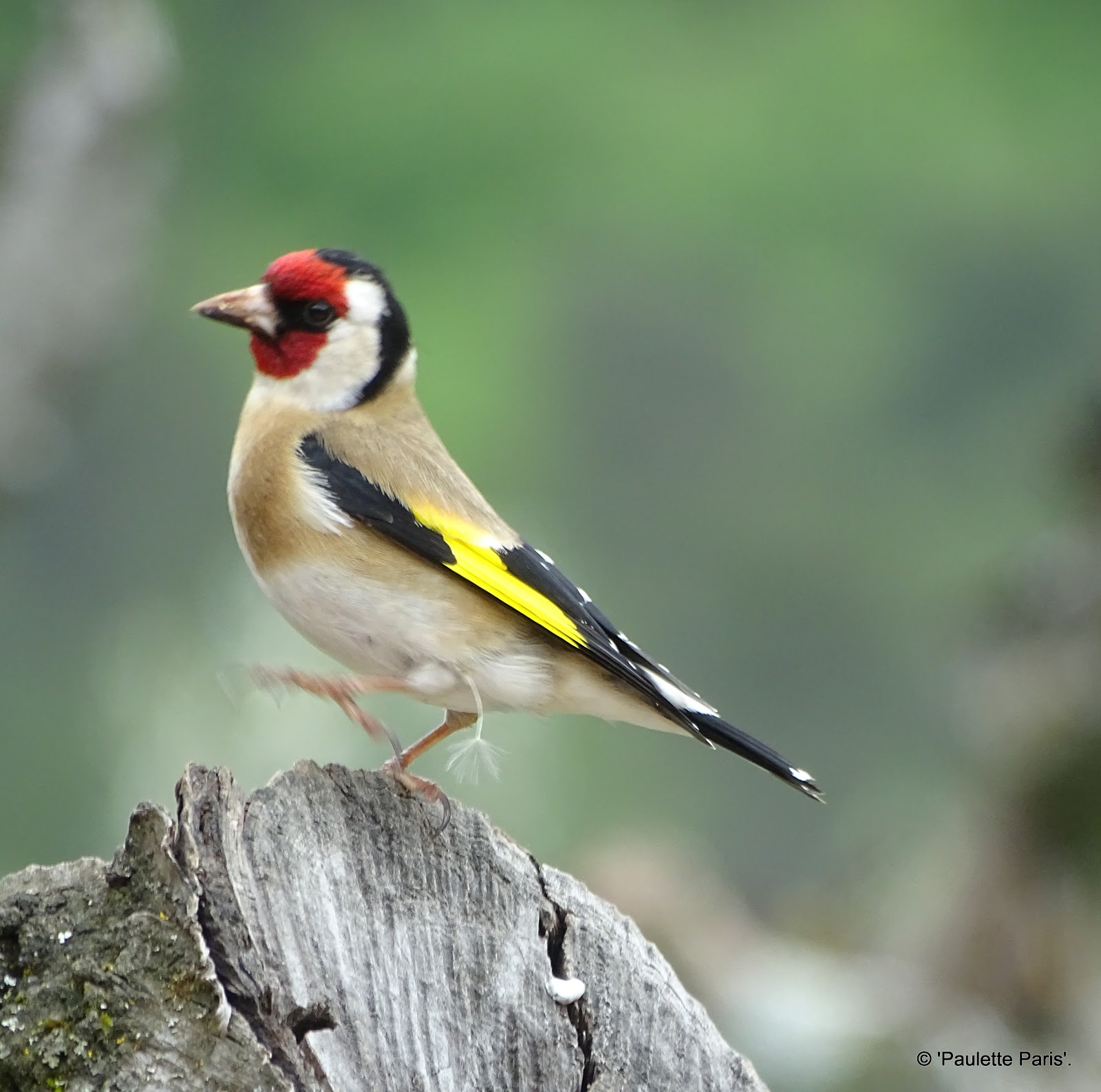 Pparis26 Les Oiseaux Mai 2018