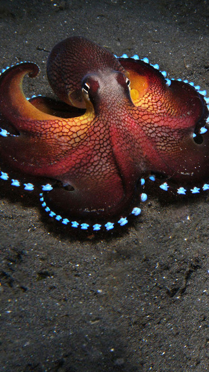 Happy APPS: Octopus Live Wallpaper