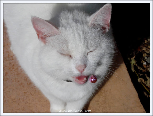 white cat, beautiful cat, cat in the sunshine