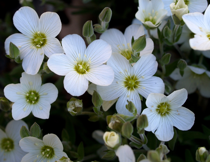 Resultado de imagen de imagenes de flores blancas