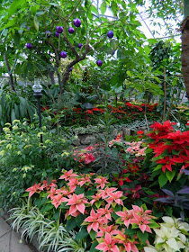 Allan Gardens Conservatory Christmas Flower Show 2013 poinsettias tropical plants by garden muses: a Toronto gardening blog