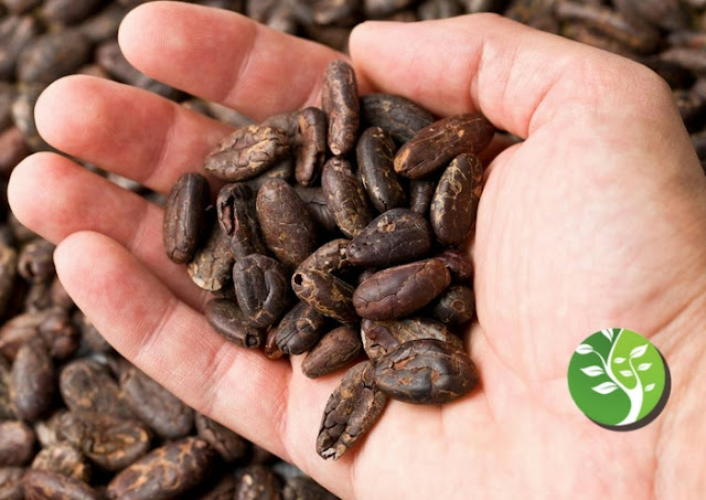 ¿Por qué deberías incluir el cacao en tu dieta?