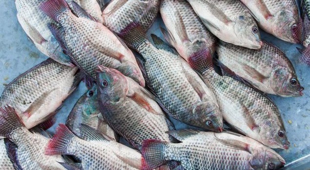 Panduan Lengkap Cara Budidaya Ikan Mujair di Kolam Terpal, Dijamin Akan