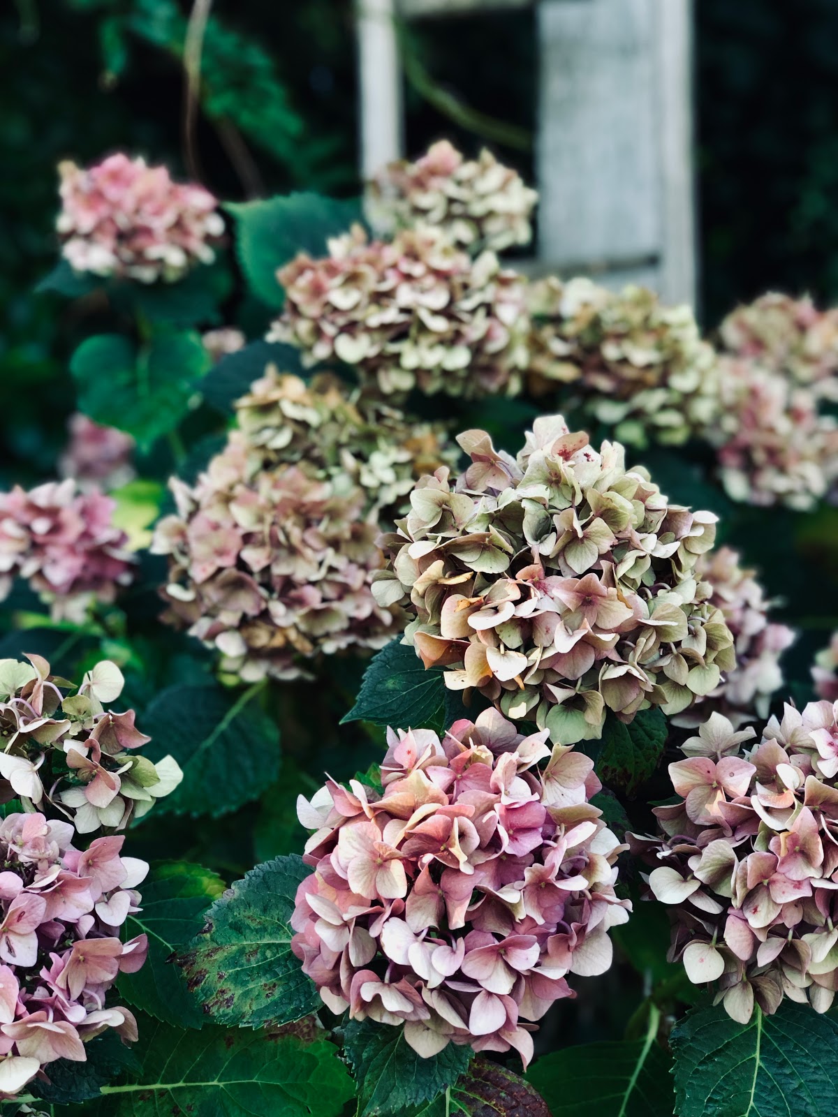 Defining Your Home Garden And Travel Refreshing Little Lime