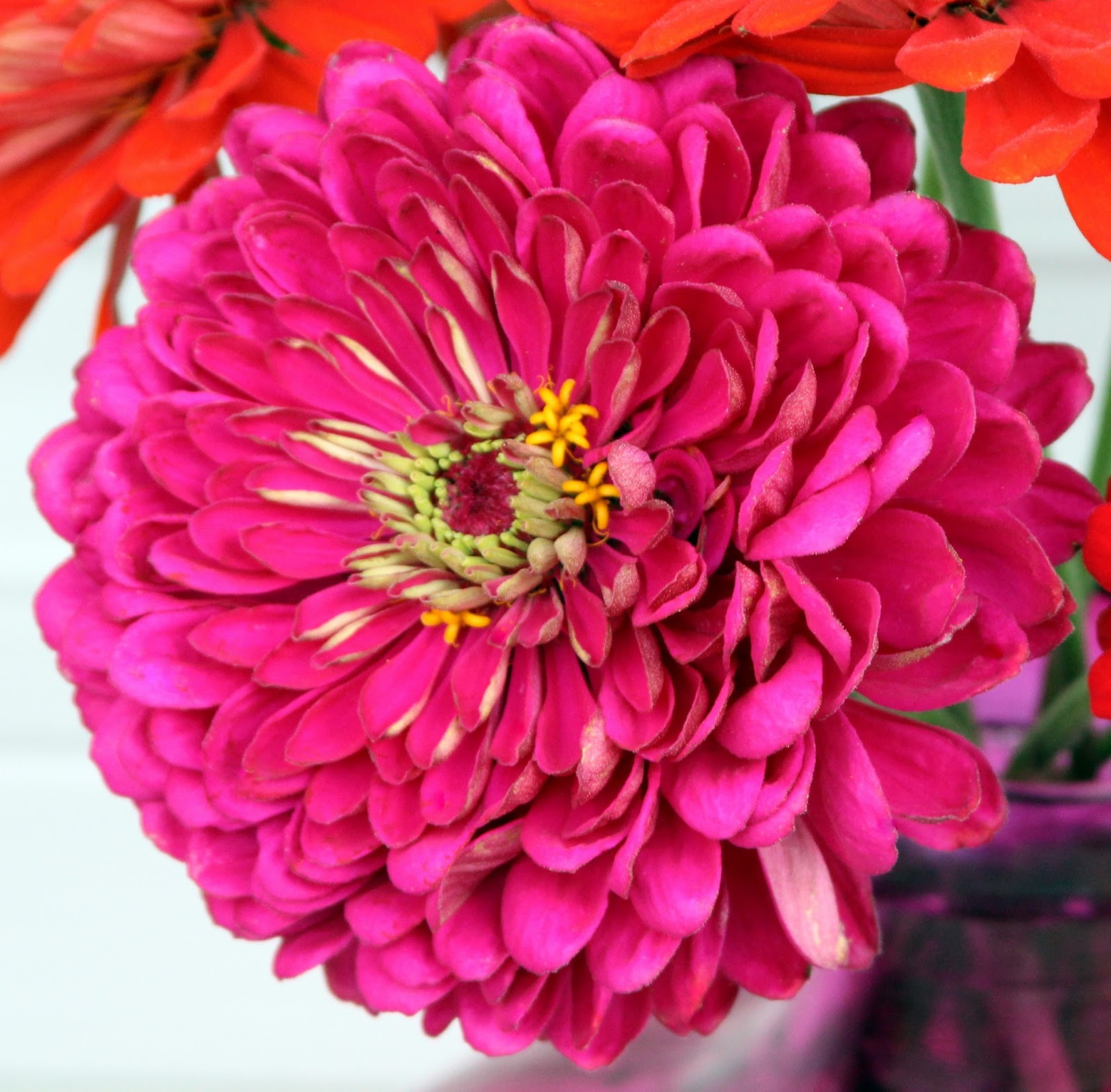 ZINNIAS State Fair variety are big and bold! Sowing the Seeds