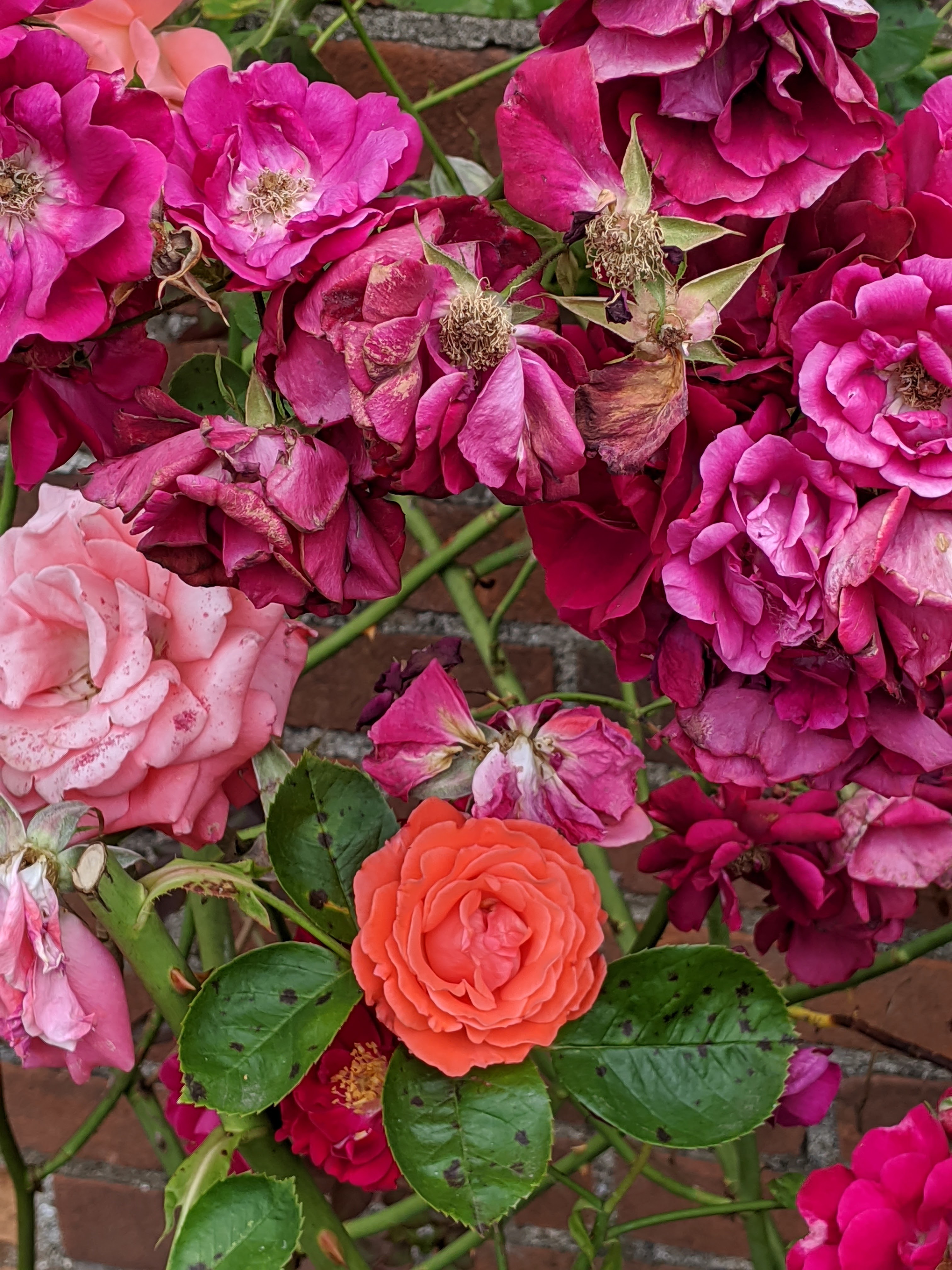 America's Best Selling Rose