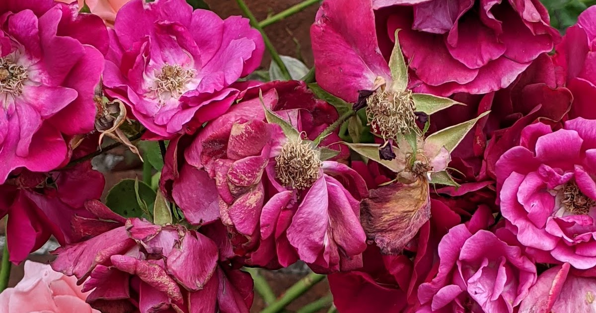 America's Best Selling Rose