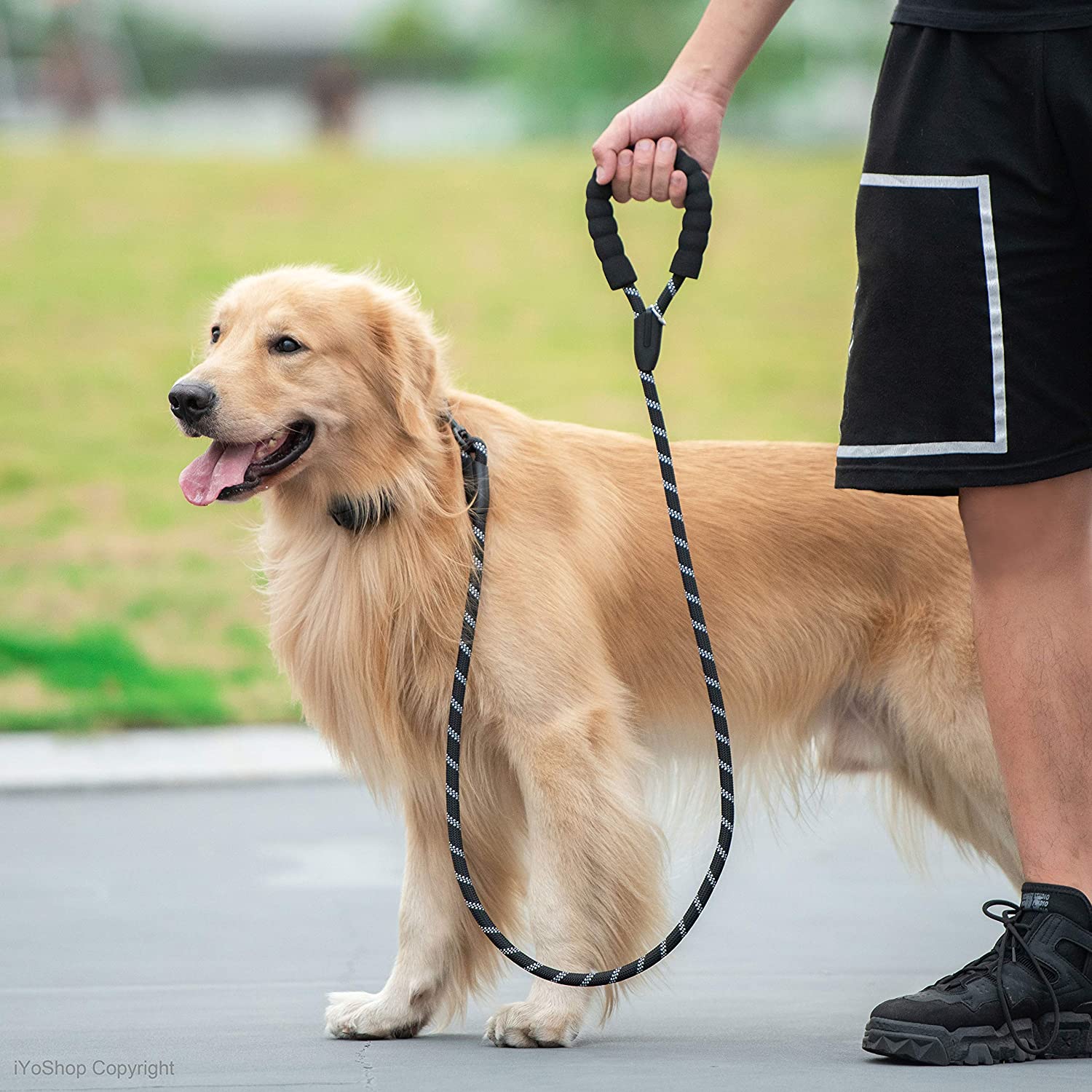 7 Best Dog Leashes in 2020 Doglopedix