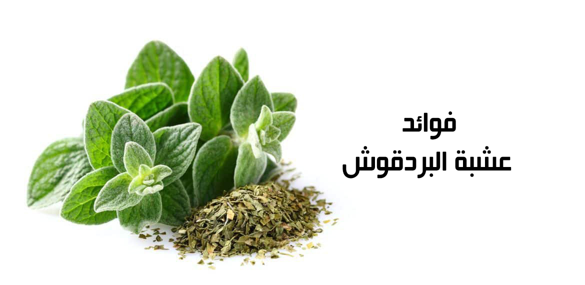 ويعتبر نبات البردقوش من أهم 10 فوائد له للنساء والرجال