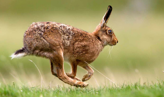 Lebrão, lebre-comum ou lebre-europeia (Lepus europaeus)