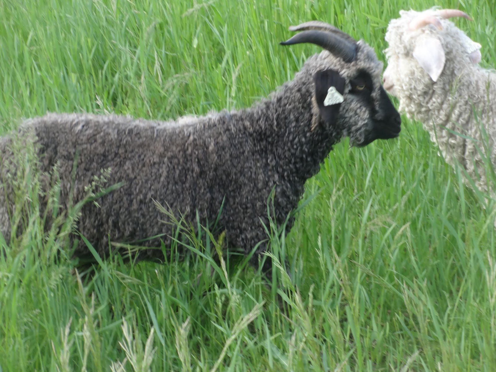 Psalm23Farm Angora Goats For Sale