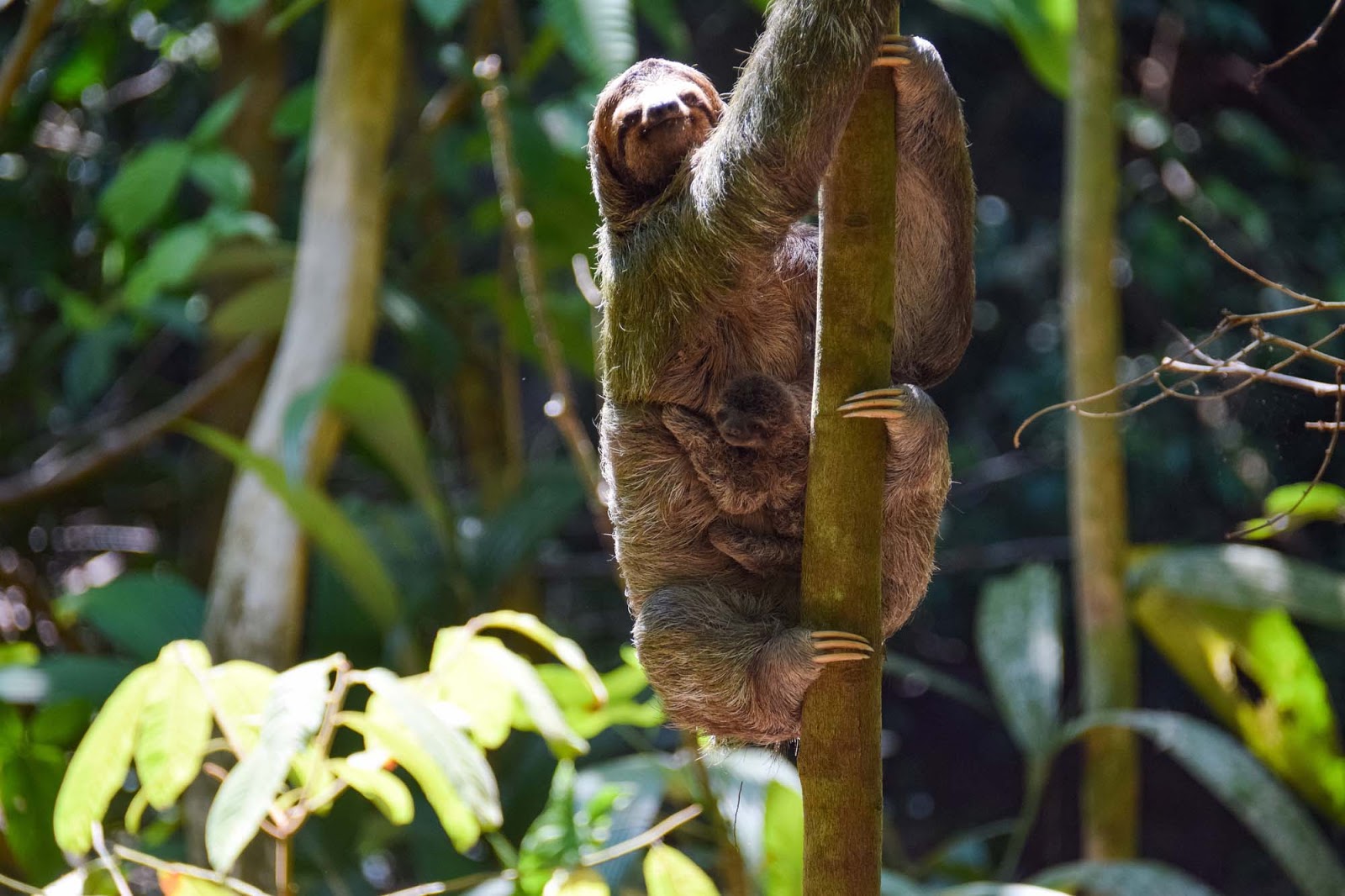 mother and baby sloth in costa rica
