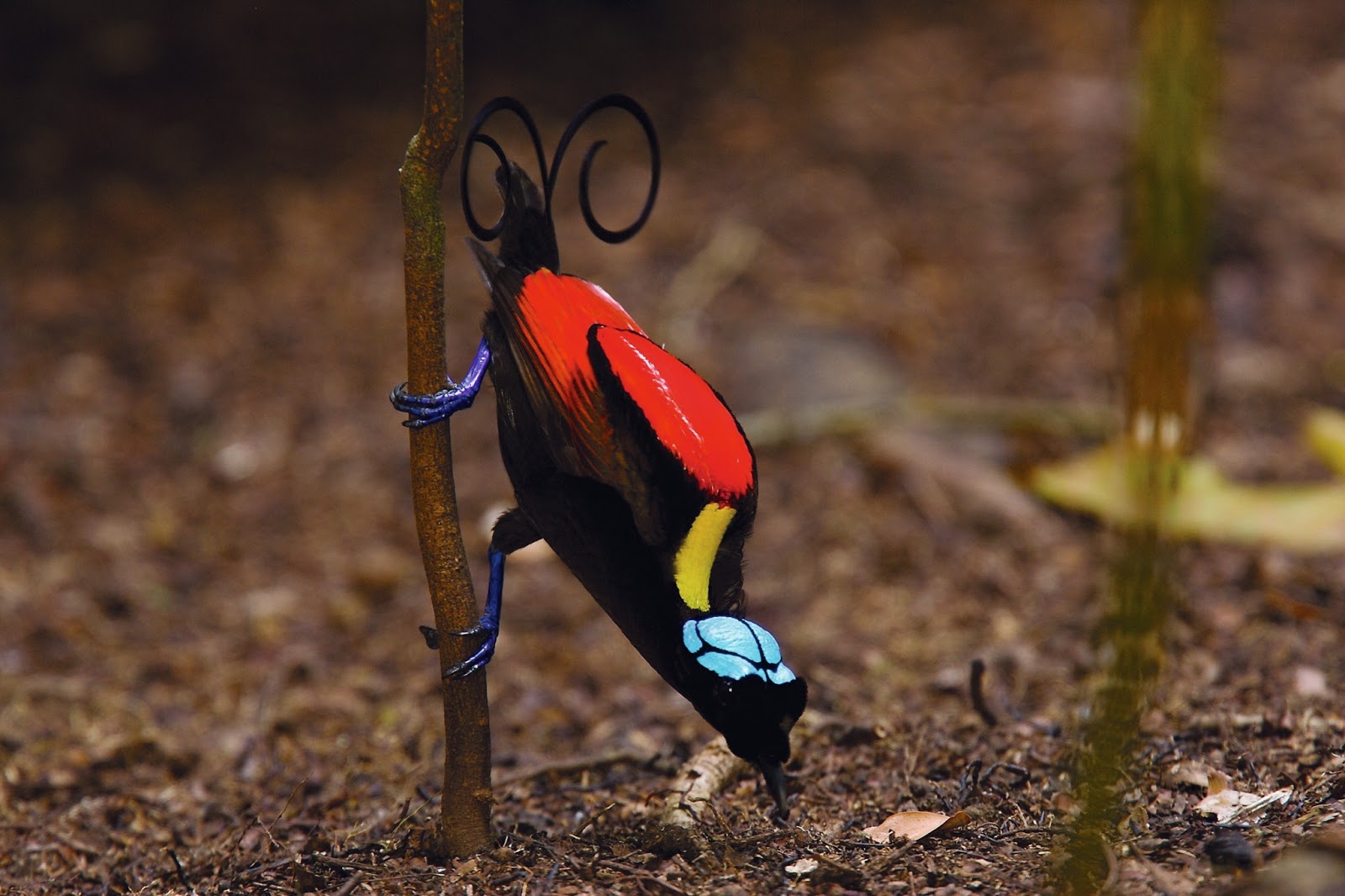 Wilson's Bird Of Paradise Planet Earth 2 Bird's Paradise: The Wilson’ Bird of Paradise