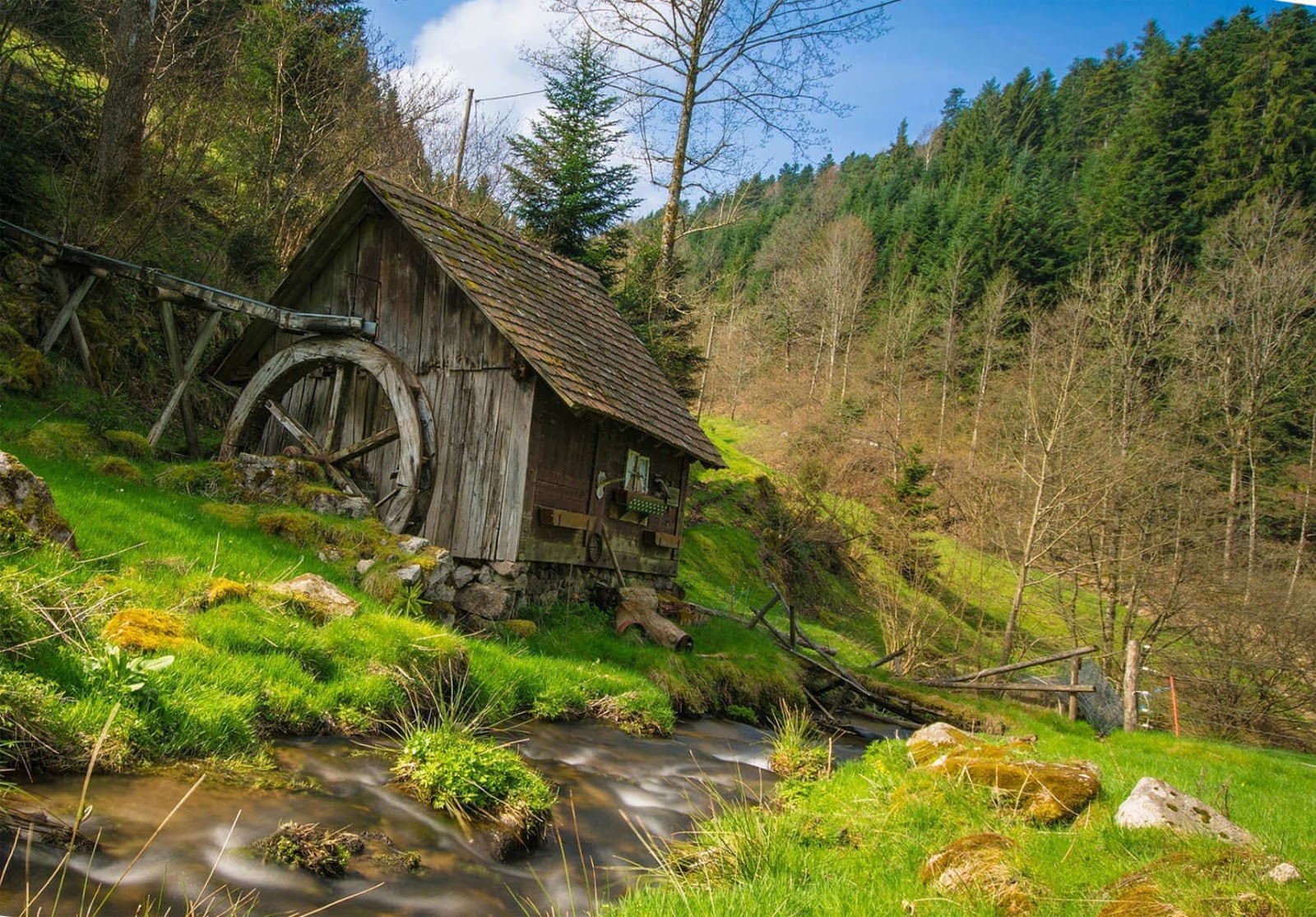 Los 5 bosques más espectaculares de Europa