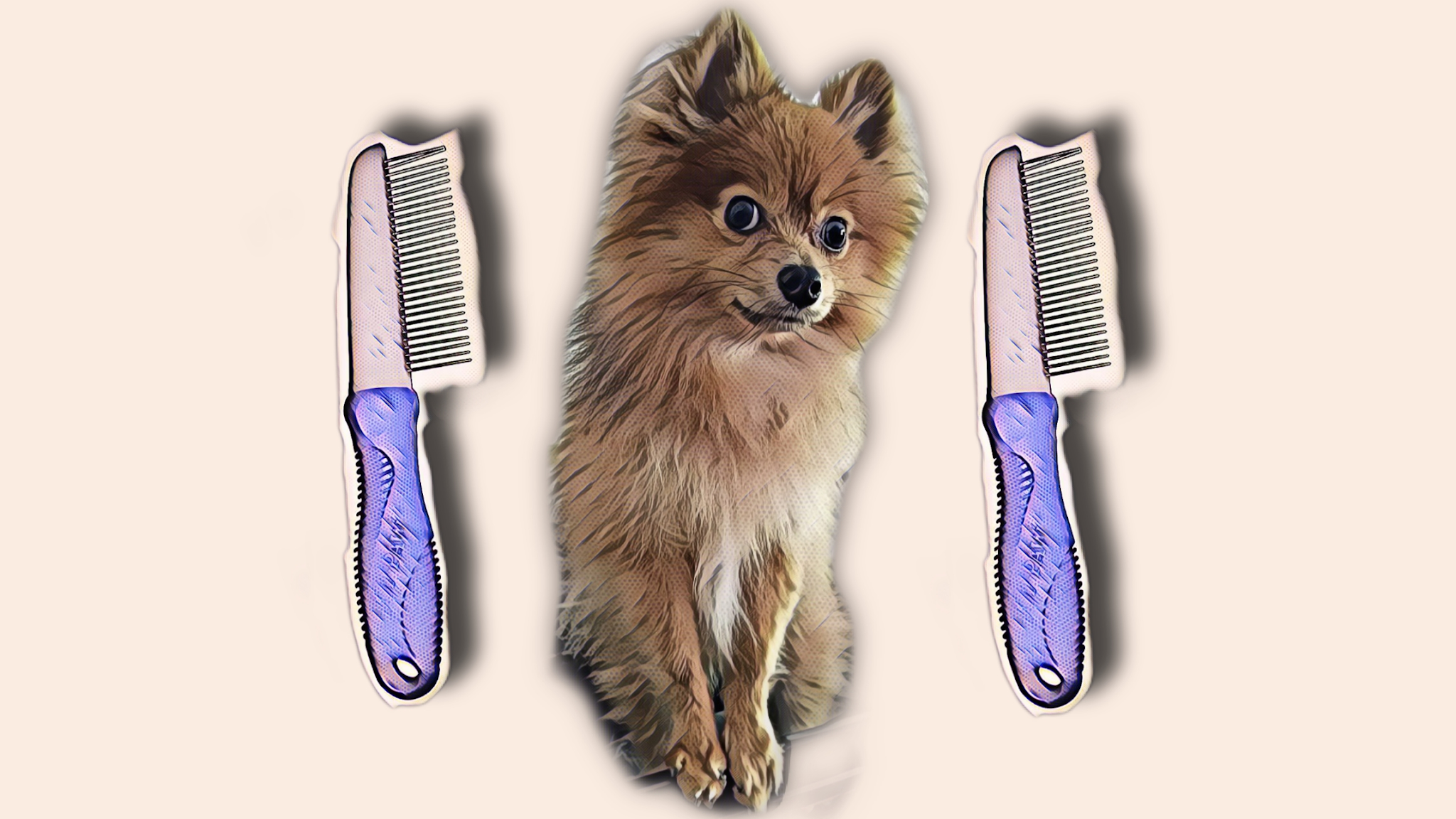 How Often Should I Brush My Pomeranian
