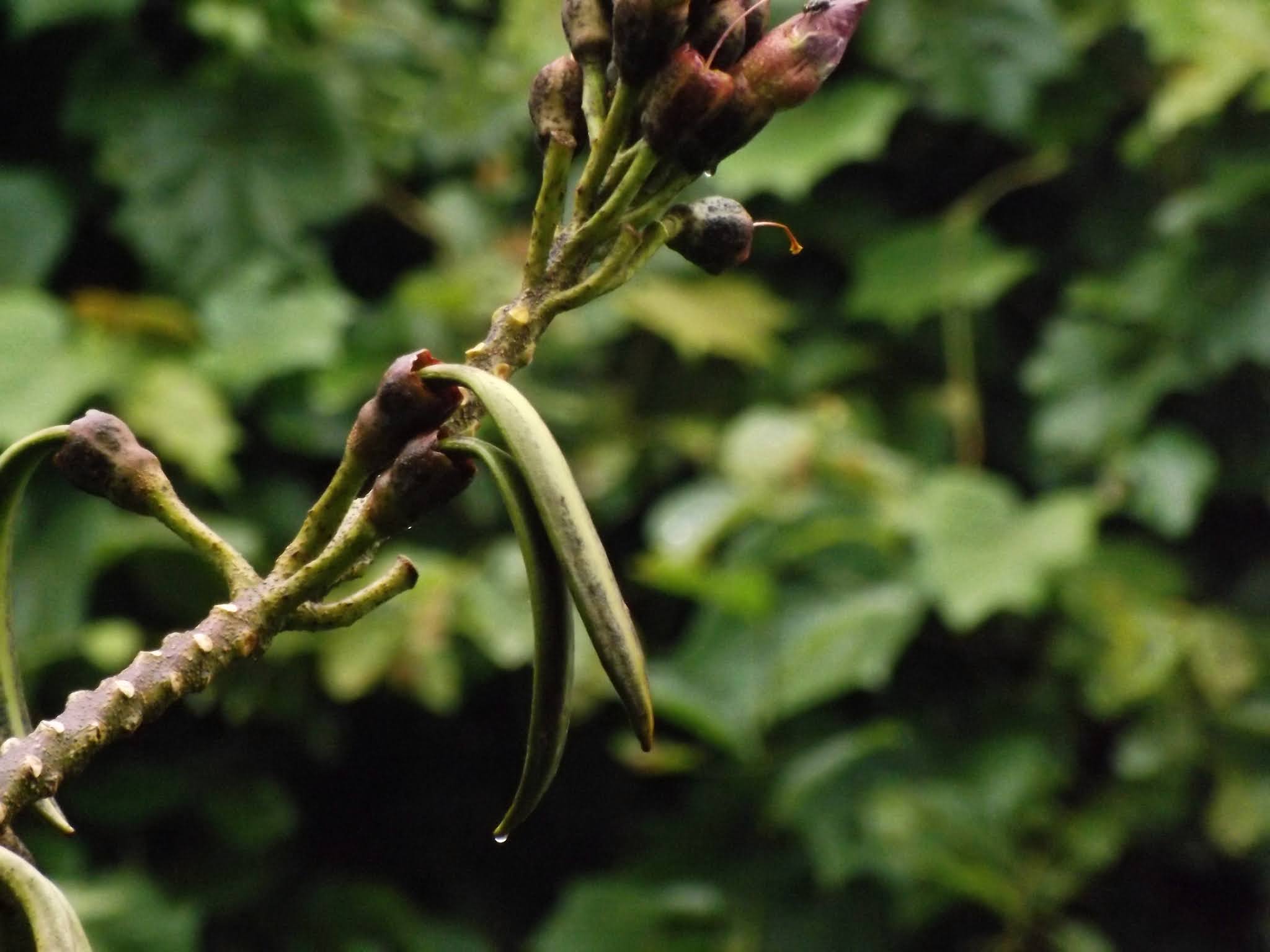 Kanaidinga or Indian trumpet flower, Oroxylum indicum