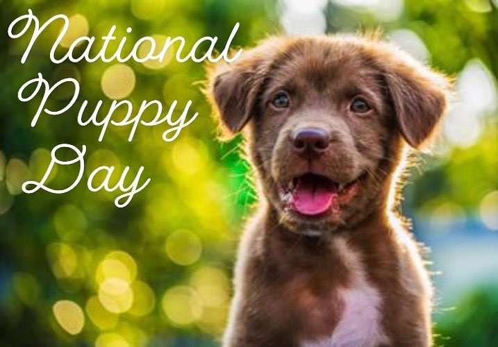 National Puppy Day Wishes Unique Image National Puppy Day Wishes Unique Image