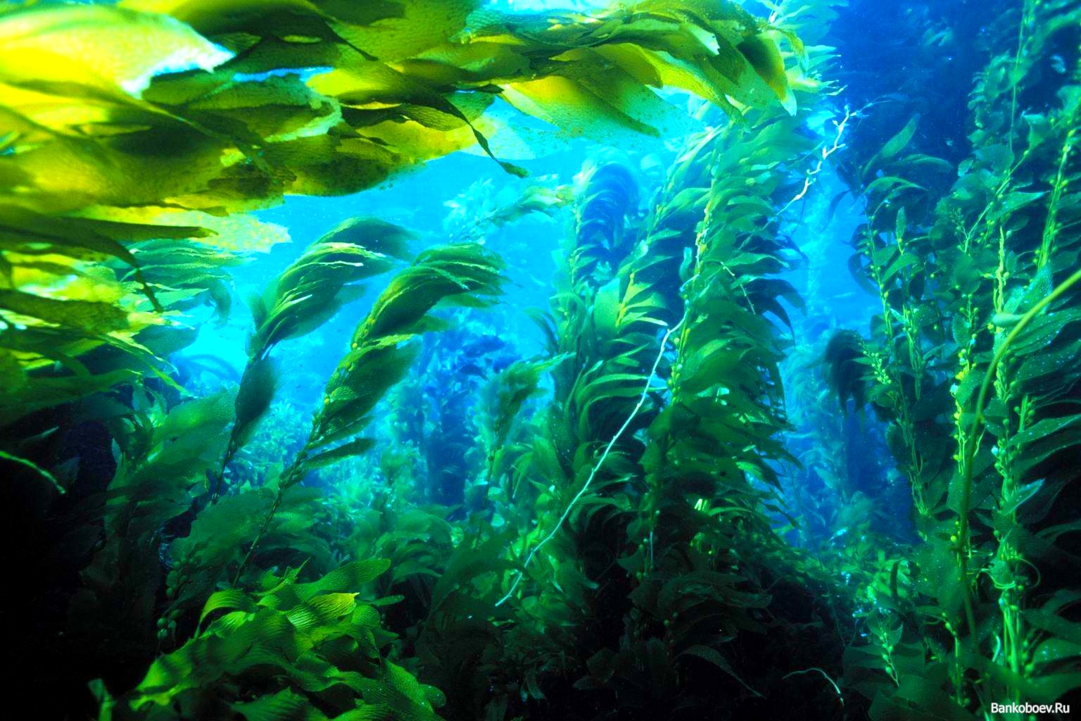 Ламинария автотроф. Морские водоросли ламинария. Морской ламинария бурая водоросль. Море водоросли ламинария японская. Ламинария зеленая водоросль.