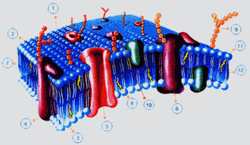 LA MEMBRANA CELULAR