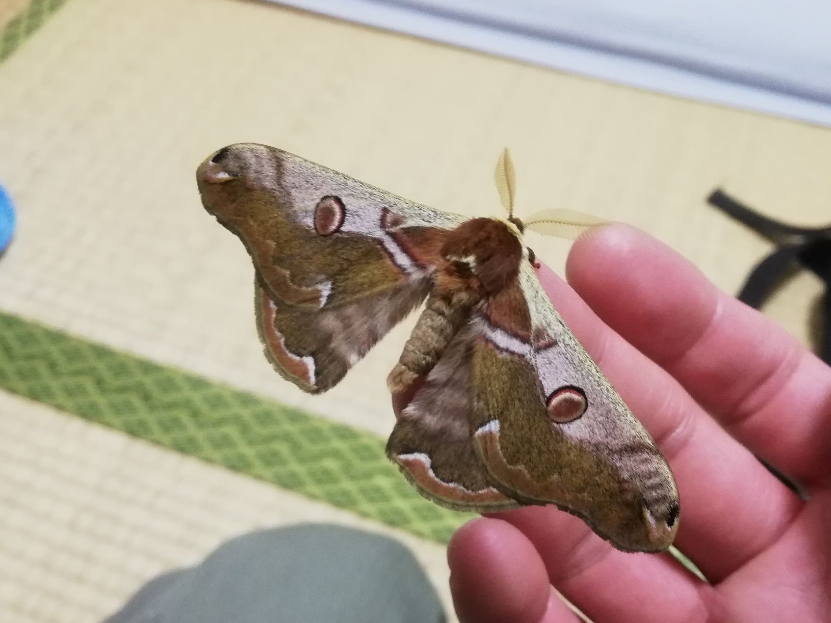 ボストンシダ:手入れ、性質、生殖、害虫 - ボストンシダの特徴