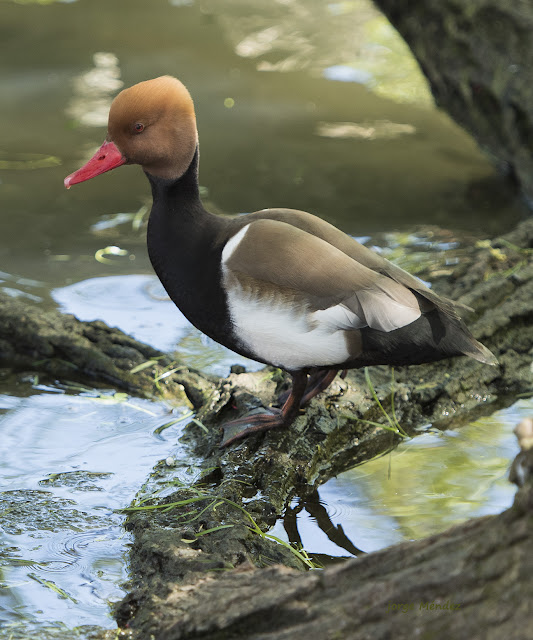 Netta rufina macho en Parque Isabel la Católica Gijón Asturias