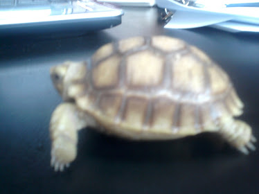 YOUNG TORTOISE