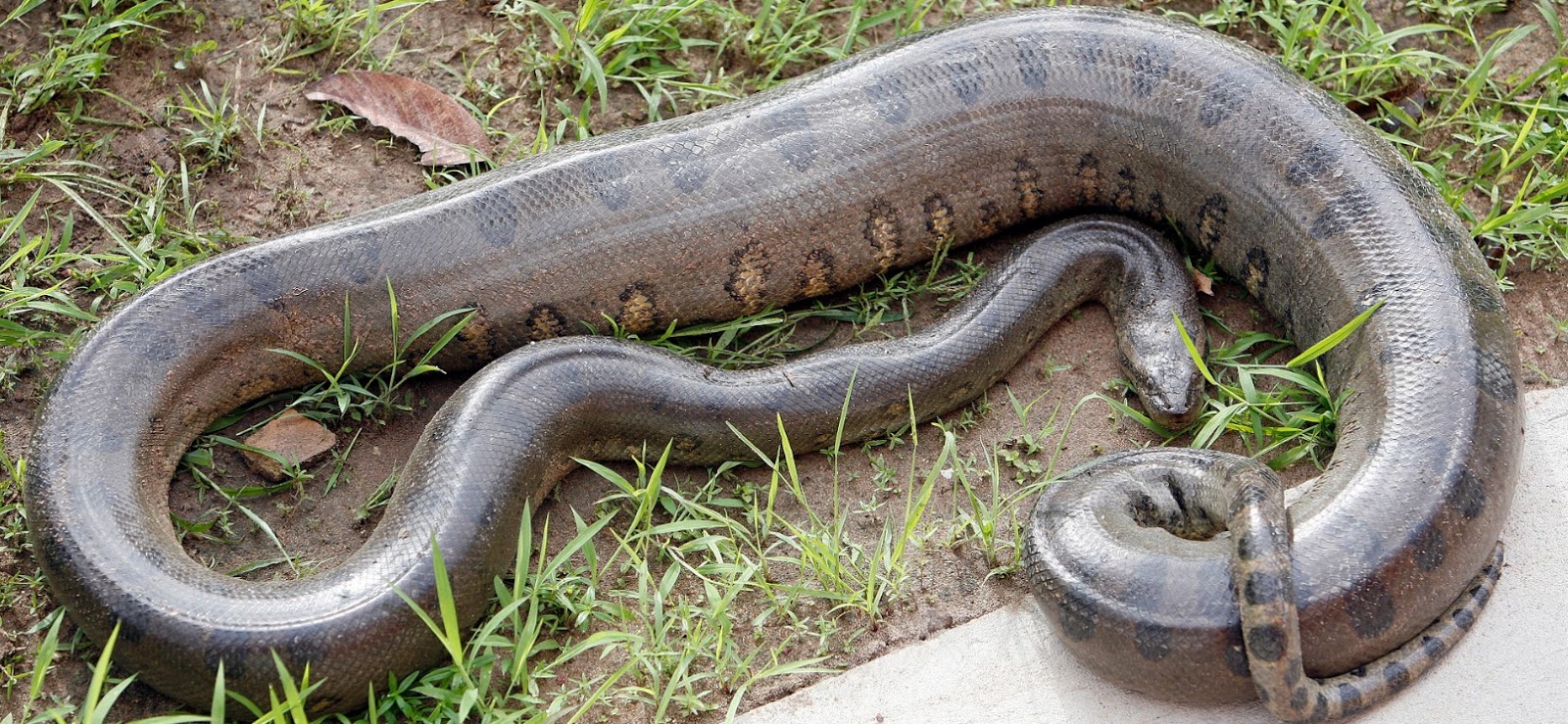 know about kannada and Karnataka Snake names in Kannada with images