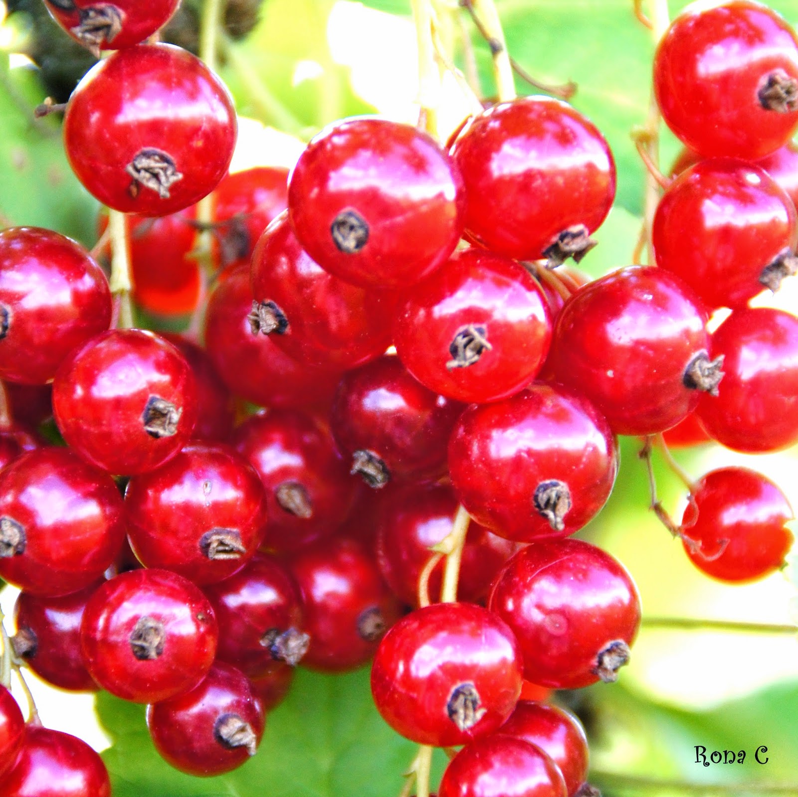 Wild Harvests The News On Red Flowering Currant
