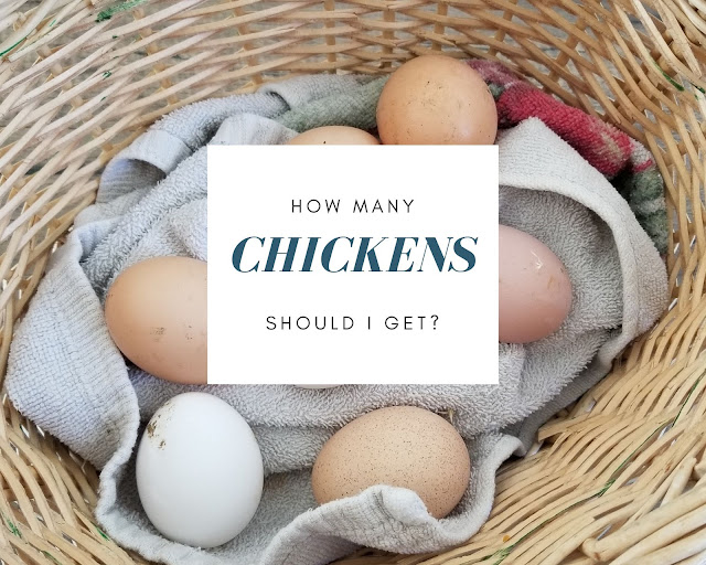 How Many Chickens Should I Get?