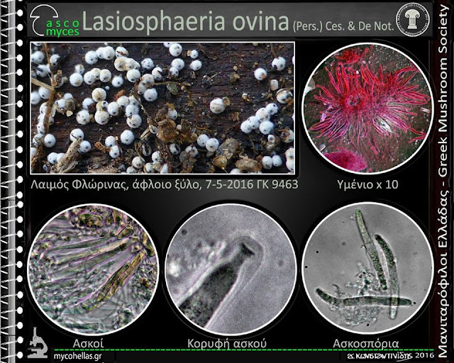 Lasiosphaeria ovina (Pers.) Ces. & De Not.